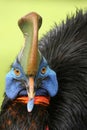 The southern cassowary Casuarius casuarius also known as double-wattled cassowary, Australian cassowary or two-wattled cassowary Royalty Free Stock Photo