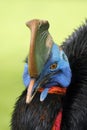 The southern cassowary Casuarius casuarius also known as double-wattled cassowary, Australian cassowary or two-wattled cassowary Royalty Free Stock Photo