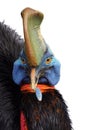 The southern cassowary ,Casuarius casuarius, also known as double-wattled cassowary, Australian or two-wattled cassowary, portait Royalty Free Stock Photo