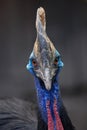 Southern cassowary Casuarius casuarius