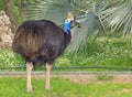 Southern Cassowary (Casuarius casuarius) flightless bird