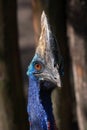 Southern cassowary Casuarius casuarius Royalty Free Stock Photo