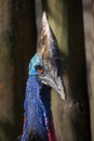 Southern cassowary Casuarius casuarius