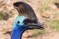 Southern cassowary, Casuarius , head, colorful bird, close up