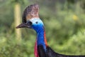 Southern cassowary (casuarius casuarius Royalty Free Stock Photo