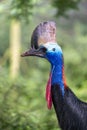 Southern cassowary (casuarius casuarius Royalty Free Stock Photo