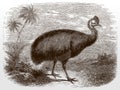 Southern cassowary, casuarius in side view standing in a landscape with palms