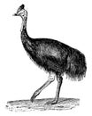 Southern cassowary or Double-wattled cassowary, vintage engraving