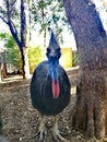 Southern Cassowary @ Featherdale wild park