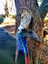 Southern Cassowary @ Featherdale wild park