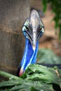 Southern Cassowary IMG_0060 Royalty Free Stock Photo