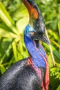 Southern cassowary is a large flightless black bird. Royalty Free Stock Photo