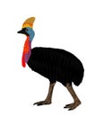 Southern cassowary vector illustration isolated on white background.