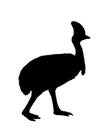 Southern cassowary vector silhouette illustration isolated on white