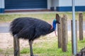 Southern Cassowary Walking on Campground of Etty Bay, Queensland, Australia