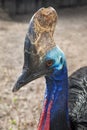 Southern cassowary & x28;Casuarius casuarius& x29; Royalty Free Stock Photo