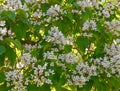 Southern catalpa tree flowers as a floral background.Blooming Catalpa bignonioides commonly called the Catawba. Royalty Free Stock Photo