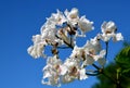 Southern catalpa tree flowers on a blue sky background.Blooming Catalpa bignonioides commonly called the Catawba or Indian Bean Tr Royalty Free Stock Photo