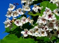 Southern catalpa tree flowers on a blue sky background.Blooming Catalpa bignonioides commonly called the Catawba or Indian Bean Tr Royalty Free Stock Photo