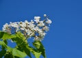 Southern catalpa tree flowers on a blue sky background.Blooming Catalpa bignonioides commonly called the Catawba or Indian Bean Tr Royalty Free Stock Photo
