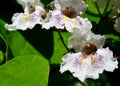 Southern catalpa tree flowers close up.Blooming Catalpa bignonioides commonly called the Catawba or Indian Bean Tree. Royalty Free Stock Photo