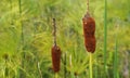 Southern cattail or cumbungi, Typha domingensis, on tropical garden, Minas Gerais Royalty Free Stock Photo