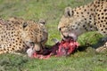 Southern cheetahs, Acinonyx jubatus jubatus, in grassland