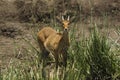 Southern or Common Reedbuck, redunca arundinum, Male standing in Swamp, Masai Mara Park in Kenya Royalty Free Stock Photo