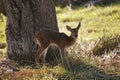 Southern or Common Reedbuck, redunca arundinum, Young, Moremi Reserve, Okavango Delta in Botswana Royalty Free Stock Photo