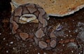 Southern Copperhead (Agkistrodon contortrix)