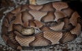 Southern Copperhead (Agkistrodon contortrix)