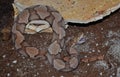 Southern Copperhead (Agkistrodon contortrix)