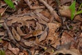 Southern Copperhead Snake