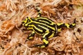 Southern Corroboree Frog Royalty Free Stock Photo