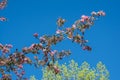 Southern Crabapple Blossoms On Blue Sky Background. Royalty Free Stock Photo