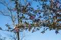 Southern Crabapple Tree Blossoms In Spring. Royalty Free Stock Photo