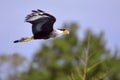 Southern Crested Caracara in flight