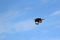 Southern crested caracara