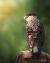 Southern Crested Caracara