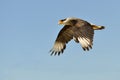 Southern Crested Caracara in flight