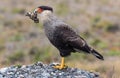 Southern crested caracara with prey at Villarrica N.P.