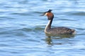 Southern Crested Grebe