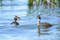 Southern crested grebes