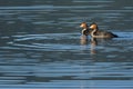 Southern crested grebes