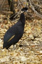 Southern Crested Guineafowl, Guttera edouardi edouardi