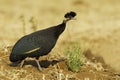 Southern Crested Guineafowl, Guttera edouardi edouardi