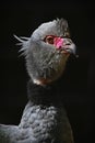 Southern Crested Screamer Royalty Free Stock Photo