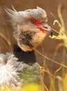 Southern Crested Screamer Royalty Free Stock Photo