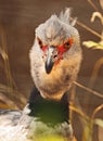 Southern Crested Screamer Royalty Free Stock Photo