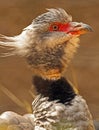 Southern Crested Screamer Royalty Free Stock Photo